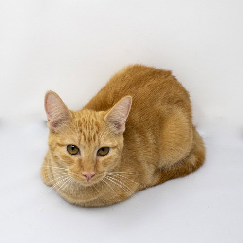 KEEN - Domestic Short Hair available for adoption