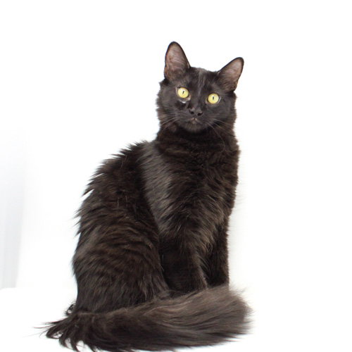 Delganich, an adoptable Domestic Long Hair in Florence, AZ