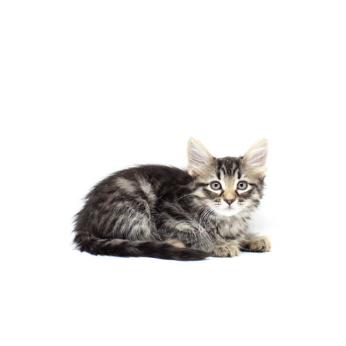 Bernadine, an adoptable Domestic Medium Hair in Florence, AZ
