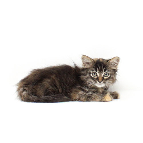 Tiny Toes, an adoptable Domestic Medium Hair in Florence, AZ