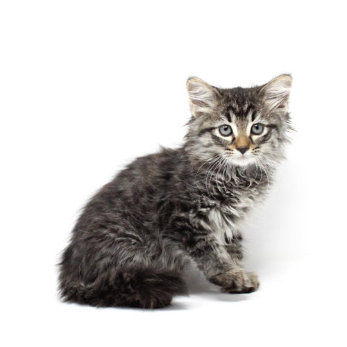 Gizmo the Great, an adoptable Domestic Medium Hair in Florence, AZ