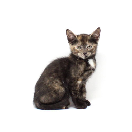 Reba, an adoptable Domestic Short Hair in Florence, AZ