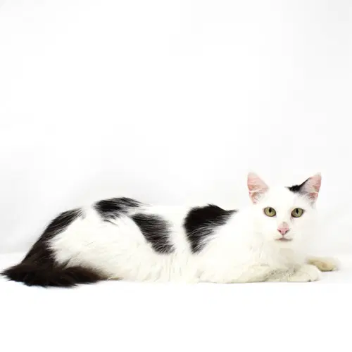 Lo - Domestic Short Hair