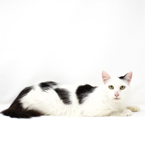 Lo, a cat for adoption from The Arizona Center for Animal Rescue and Education