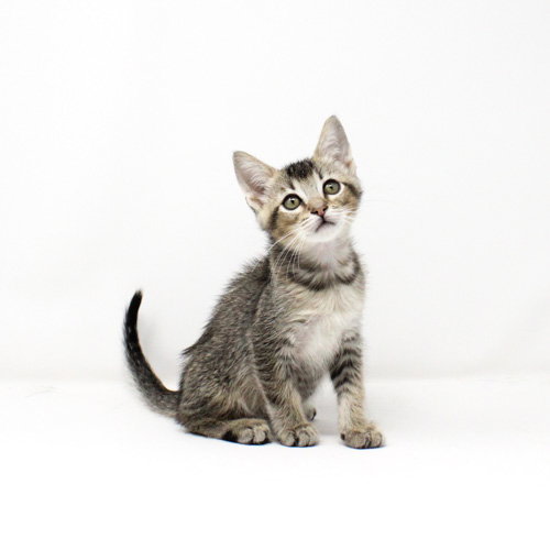 Oren, Baby Domestic Short Hair / Mixed (short coat), cat for adoption in Florence, Arizona