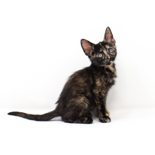Brambling, Baby Domestic Short Hair / Mixed (short coat), cat for adoption in Florence, Arizona