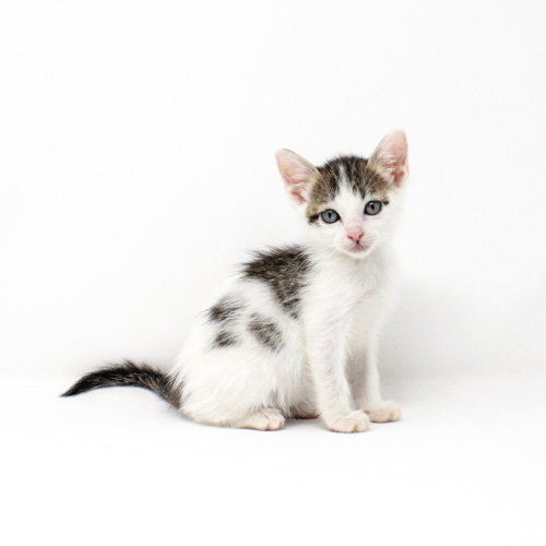 Grouse, Baby Domestic Short Hair / Mixed, cat for adoption in Florence, Arizona