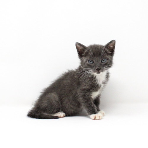 Junco, Baby Domestic Short Hair / Mixed, cat for adoption in Florence, Arizona