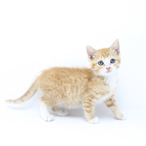 Galbi, Baby Domestic Short Hair / Mixed, cat for adoption in Florence, Arizona