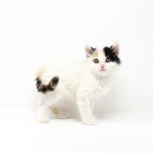 Minji, Baby Domestic Short Hair / Mixed, cat for adoption in Florence, Arizona