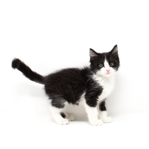 Seoul, Baby Domestic Short Hair / Mixed, cat for adoption in Florence, Arizona