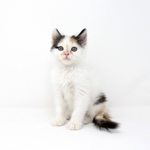 Soju, Baby Domestic Short Hair / Mixed (medium coat), cat for adoption in Florence, Arizona