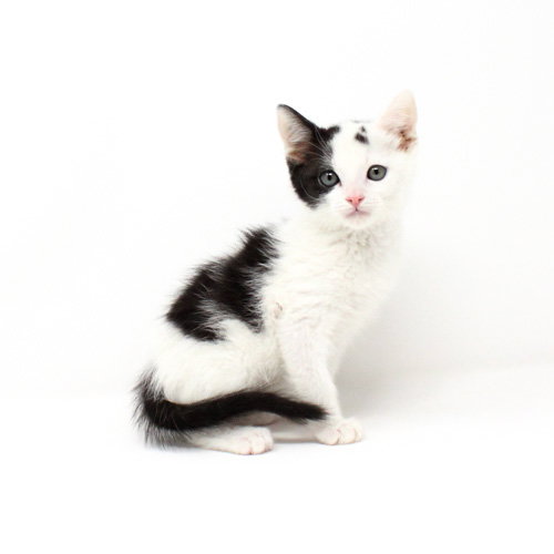 Yuri, Baby Domestic Short Hair / Mixed, cat for adoption in Florence, Arizona