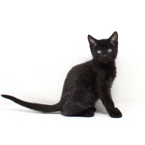 Zaddius - Domestic Short Hair