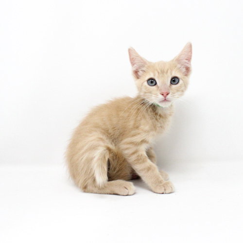 Green Day, an adoptable Domestic Short Hair in Florence, AZ