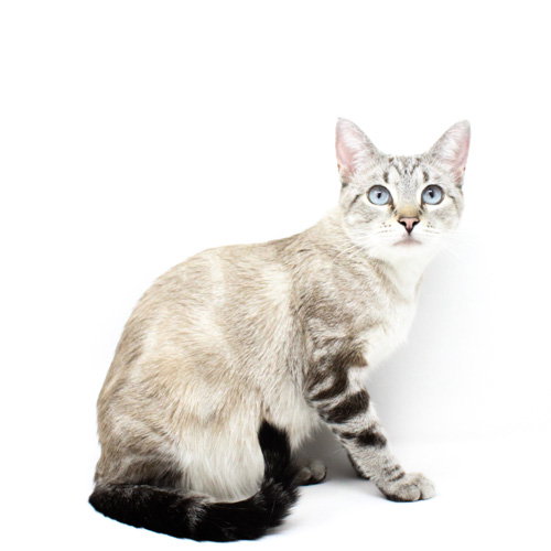Mylee, Young Domestic Short Hair / Siamese / Mixed (short coat), cat for adoption in Florence, Arizona