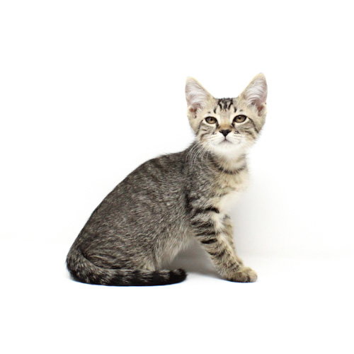 Sting, Baby Domestic Short Hair / Mixed (short coat), cat for adoption in Florence, Arizona