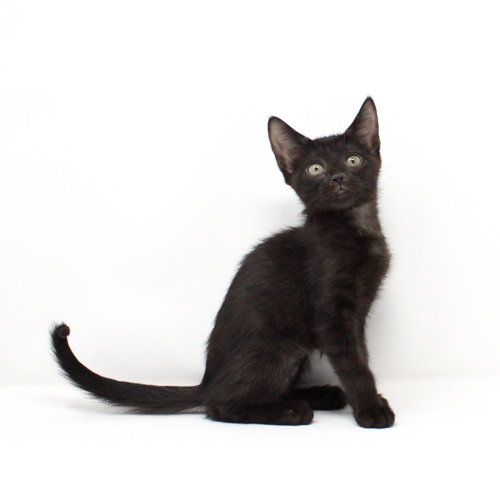 Shuri, Baby Domestic Short Hair / Mixed, cat for adoption in Florence, Arizona