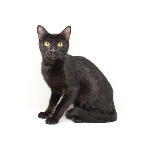 Dr Doofenshmirtz, Baby Domestic Short Hair / Mixed, cat for adoption in Florence, Arizona