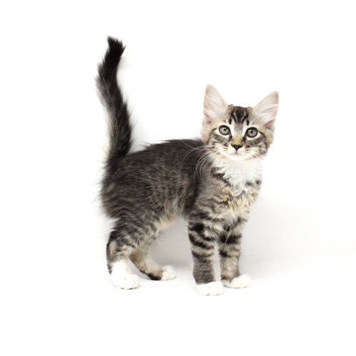Catamount, Baby Domestic Short Hair / Mixed, cat for adoption in Florence, Arizona