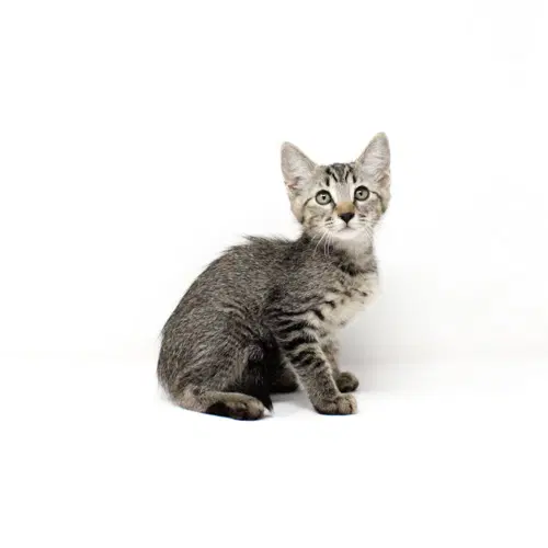 Deer Tiger - Domestic Short Hair