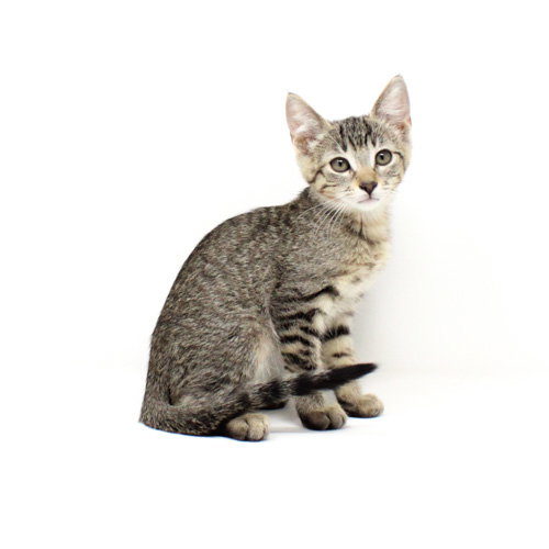 Ghost Cat, Baby Domestic Short Hair / Mixed, cat for adoption in Florence, Arizona