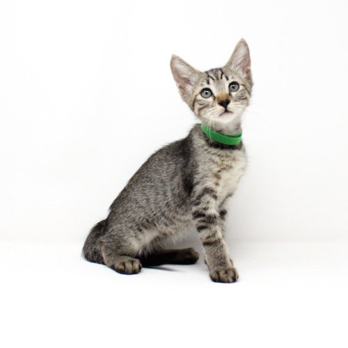 Mountain Screamer, Baby Domestic Short Hair / Mixed (short coat), cat for adoption in Florence, Arizona
