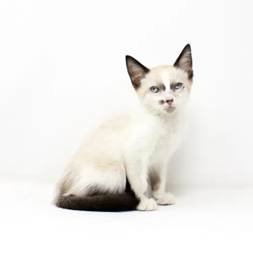 Towns - Domestic Short Hair