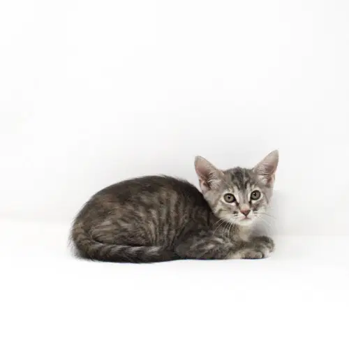 Basil - Domestic Short Hair