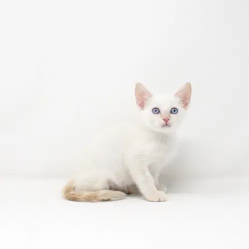 Catnip - Domestic Short Hair