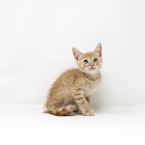 Chamomile - Domestic Short Hair