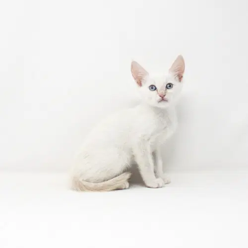 Chives - Domestic Short Hair