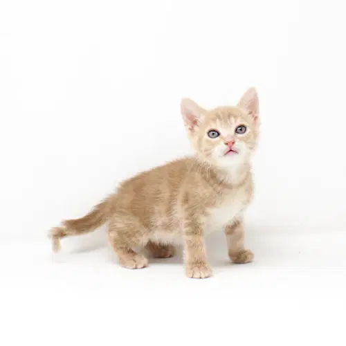 Challah - Domestic Short Hair