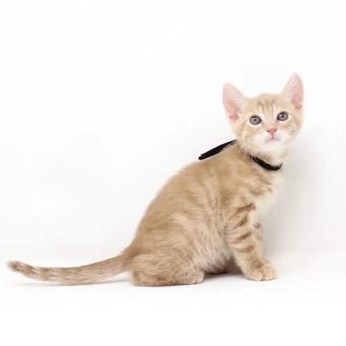 Toasty - Domestic Short Hair