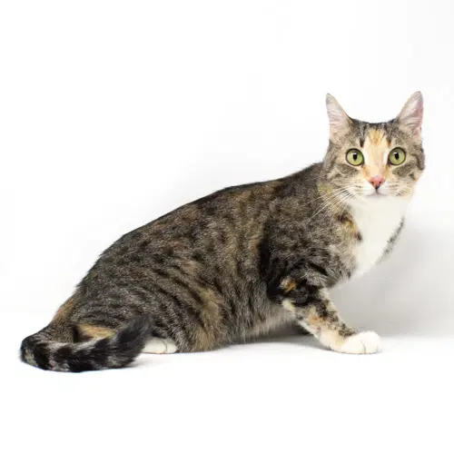Princess Fiona - Domestic Short Hair