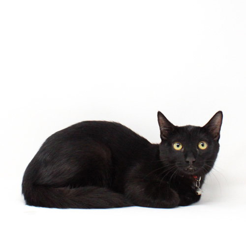 Brave, Domestic Short Hair