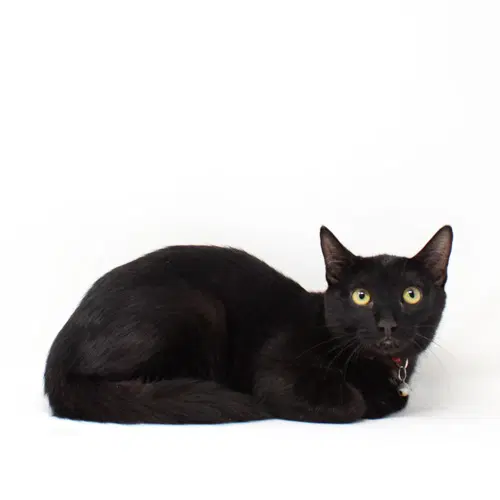 Brave - Domestic Short Hair