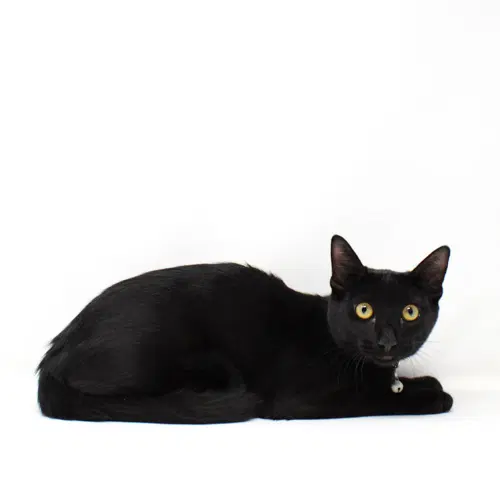 Nibs - Domestic Short Hair