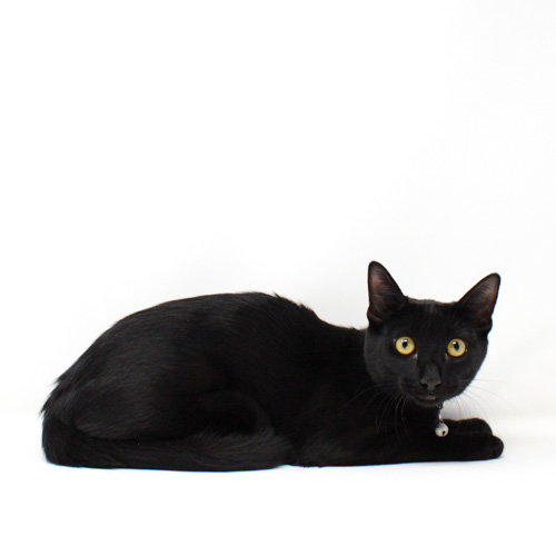 Nibs, a cat for adoption from The Arizona Center for Animal Rescue and Education