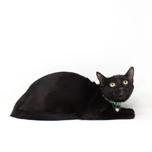 Nyx - Domestic Short Hair