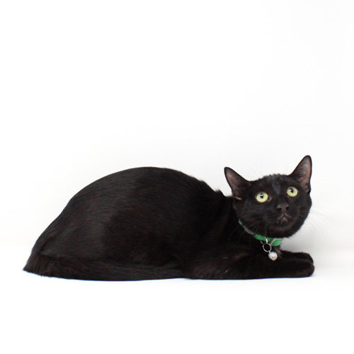 Nyx, a cat for adoption from The Arizona Center for Animal Rescue and Education