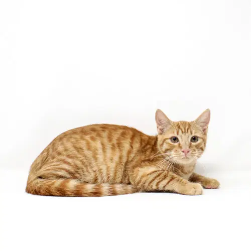 Sherman - Domestic Short Hair