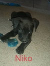 Niko - Photo 5
