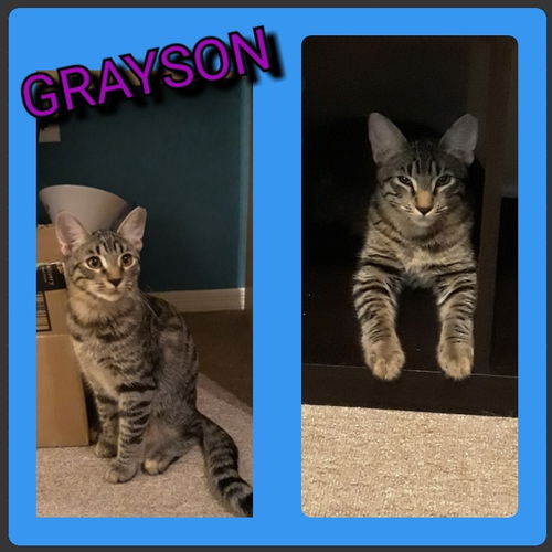 Grayson (Bonded: Cuatro)