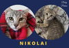 Nikolai