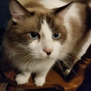 Bell