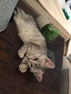 Ozzie