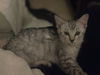 Ozzie