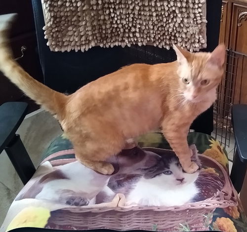 Cheddar