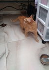 Cheddar